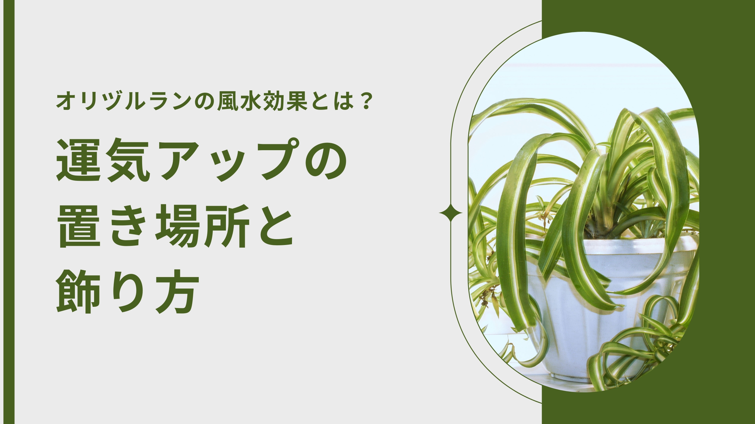 オリヅルランの風水効果とは？運気アップの置き場所と飾り方